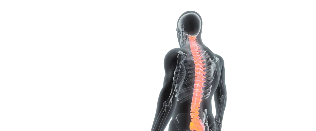 Spine Adjustment