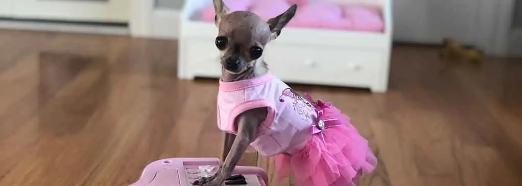 Dog in a dress
