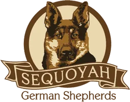 Sequoyah German Sheperds