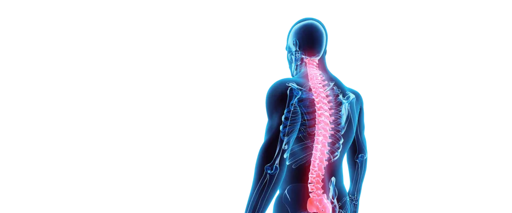 3D Spine Image