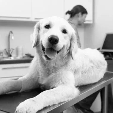 black and white photo of a dog on an exam table