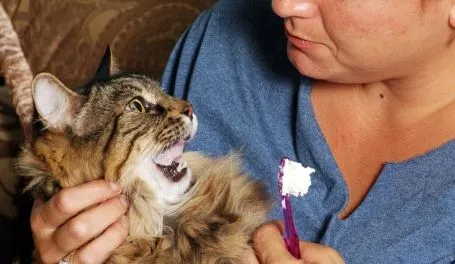 cat dental