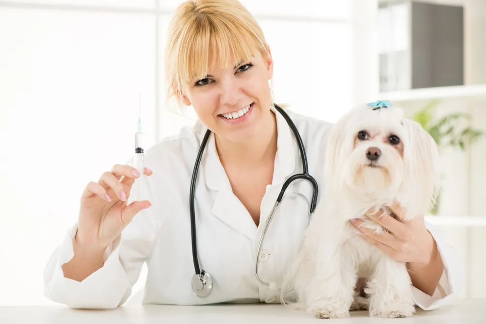 dog vaccination