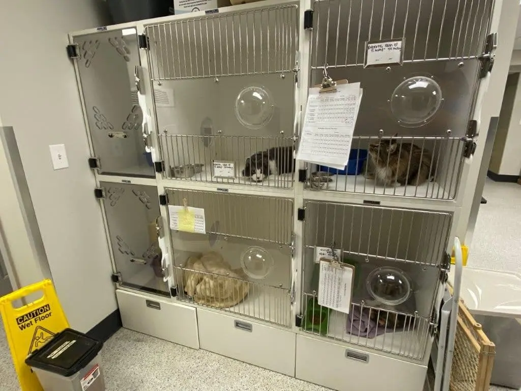 ‎cat kennel facility