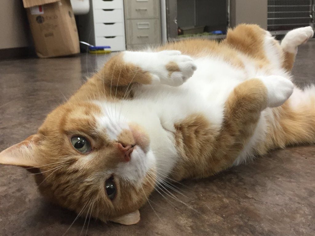 Photo Galleries Veterinarian In Kitchener On Gateway Pet Hospital