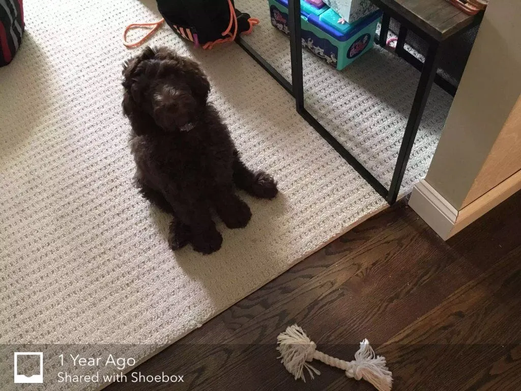 pup on the floor