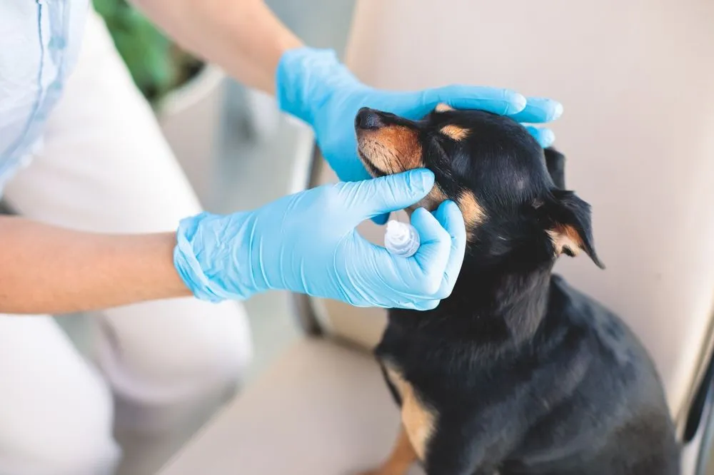 Veterinary Care Near You: What Every Pet Owner Should Know