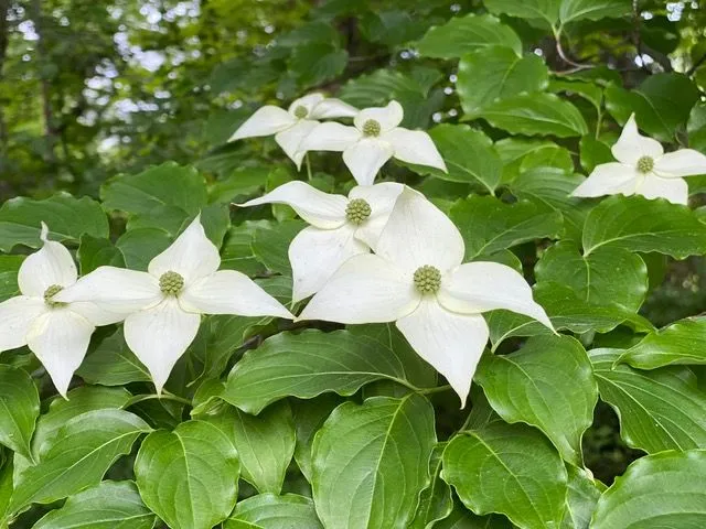 dogwood