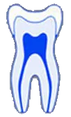 Registered Specialist Endodontists