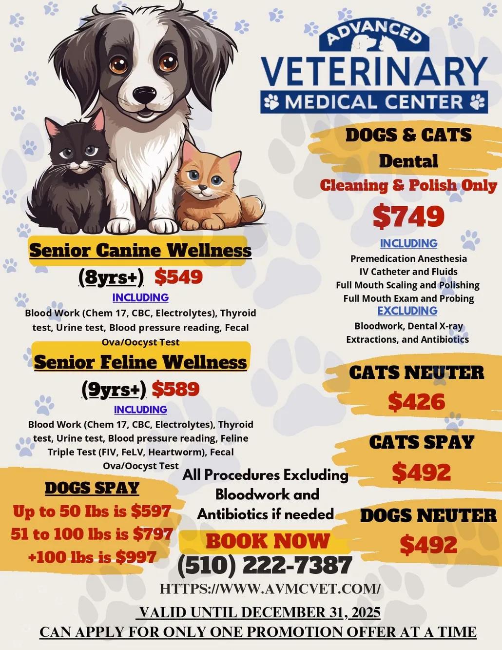 Cat Lodging Bayside Cat Resort Cat Boarding Northshore Pet Resort