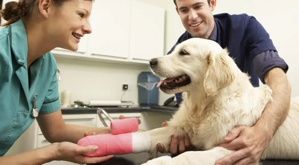 Veterianarian and golden retriever, Pet Pain management, Reisterstown Veterinarian