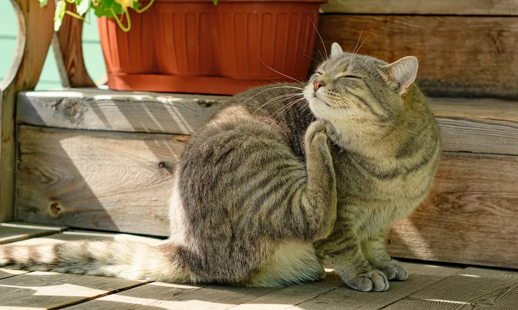 cat scratching it's neck