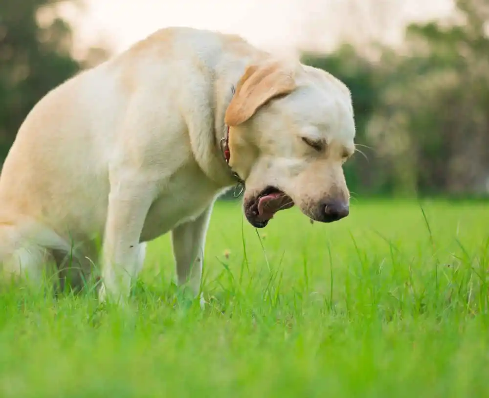 Vomit and Diarrhea | Veterinarian in Gordonsville, TN | Pet-Agrees ...