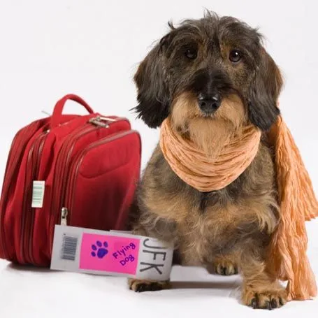 dog with suitcase and luggage tab