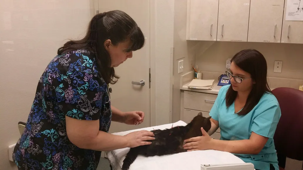 Acupuncture for cats at All About Cats Veterinary Hospital 