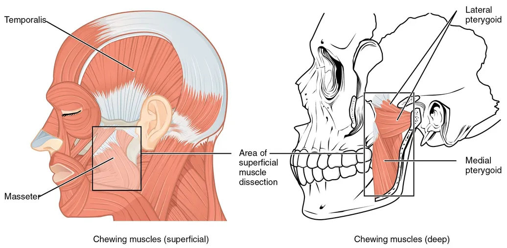 Oral Pathology