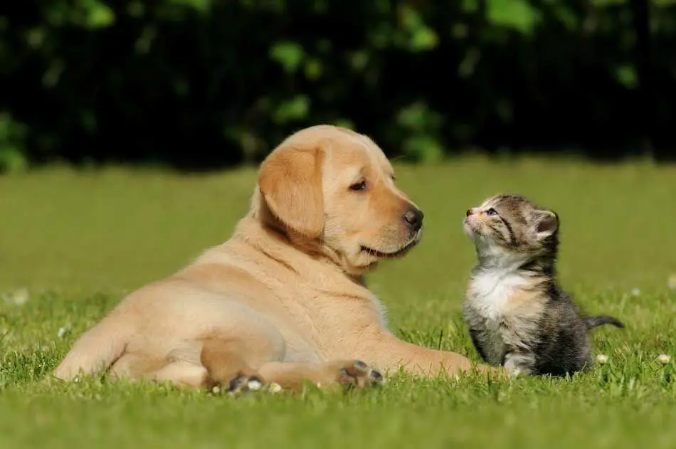 puppy and kitten