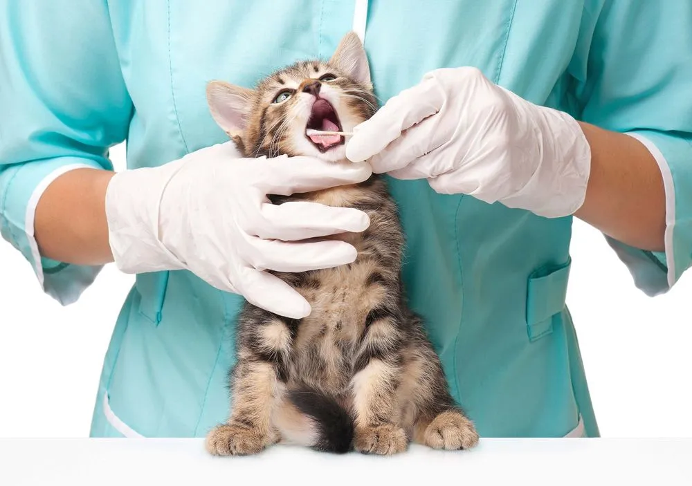 Cat Dental Care