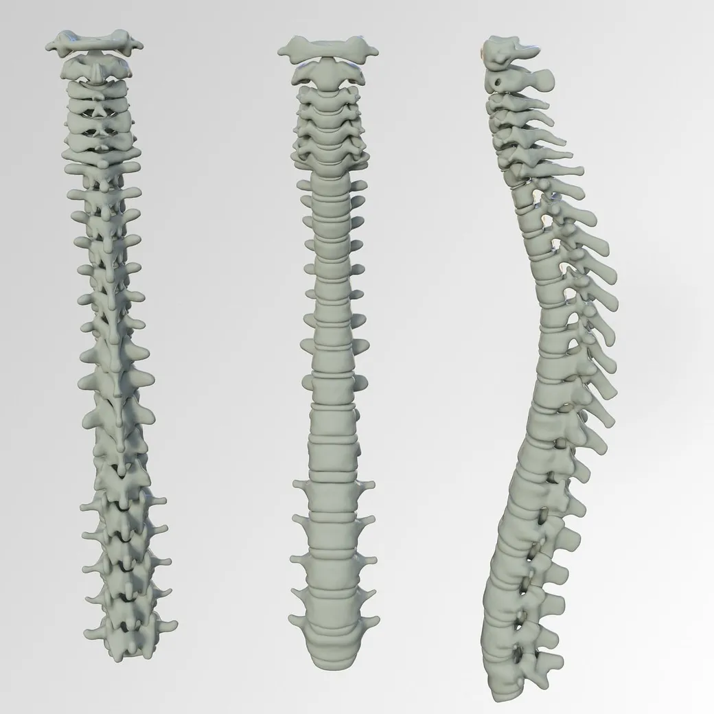 3 spines
