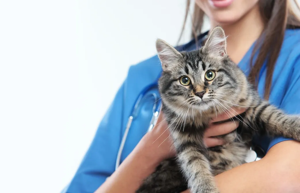 Veterinarian Care