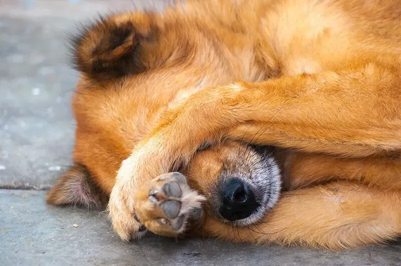 Shockwave Therapy Explained