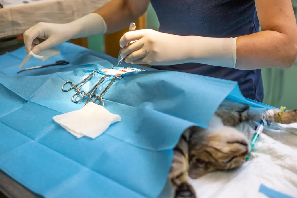 pet surgery