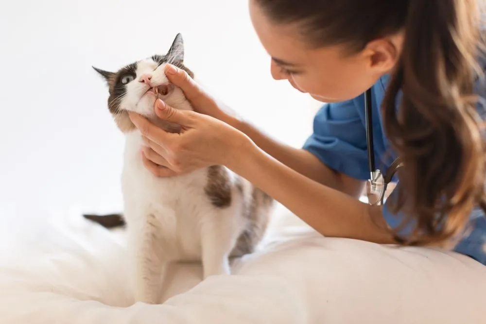 Treating Gum Infections in Pets: What Owners Should Know