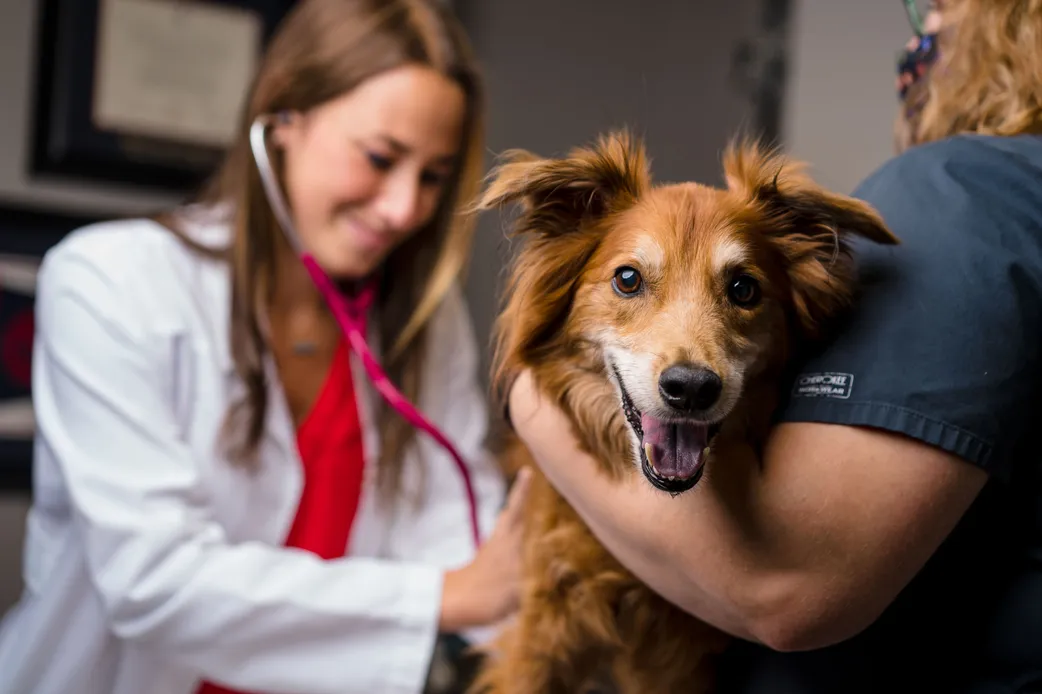 Senior dog getting an examination