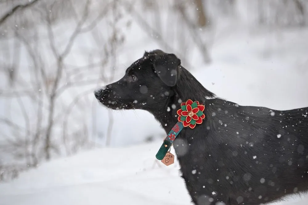 Keeping Paws Protected This Winter in Noblesville, IN