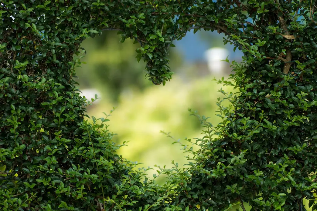 heart hedge