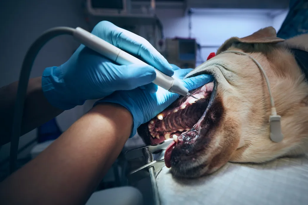 Signs Your Pet May Need Professional Dental Cleaning