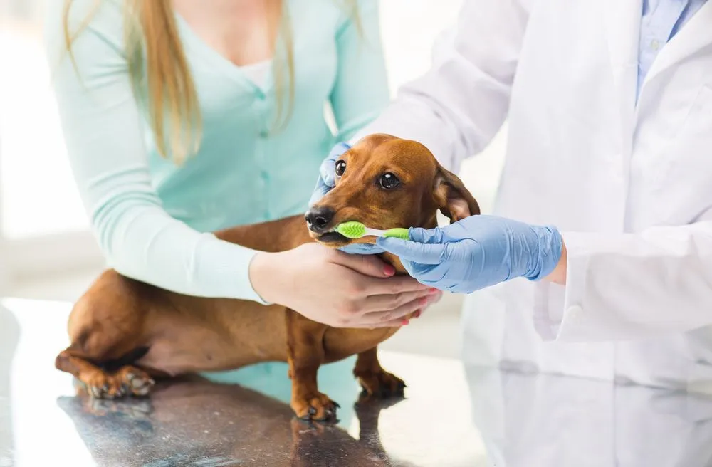 Dog Dental Care