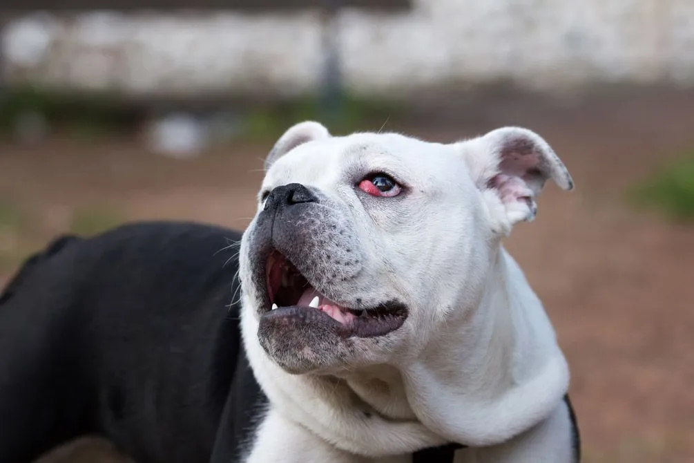 A dog with eye infection