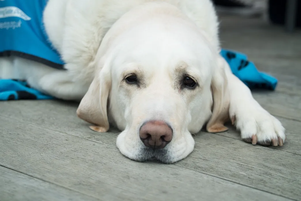 Older white dog laying on the floor