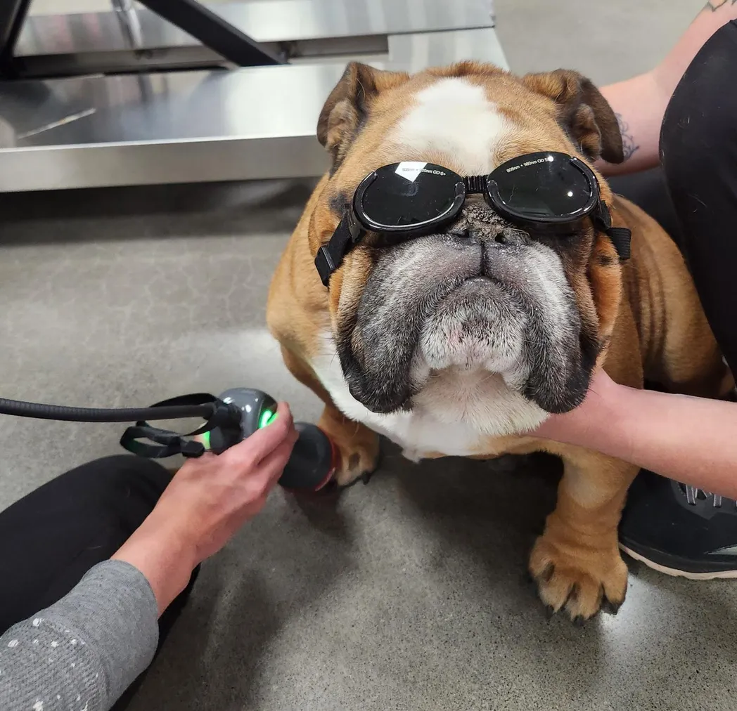 Max receiving his final cold laser therapy for severe inflammation in between his toes