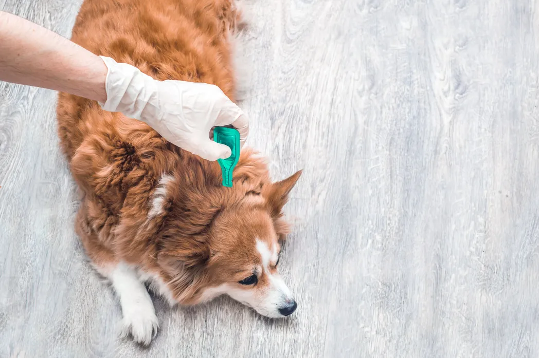 Pet Allergy Treatment