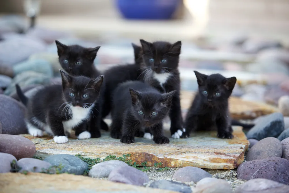 Kittens playing outside in Johnston, IA.