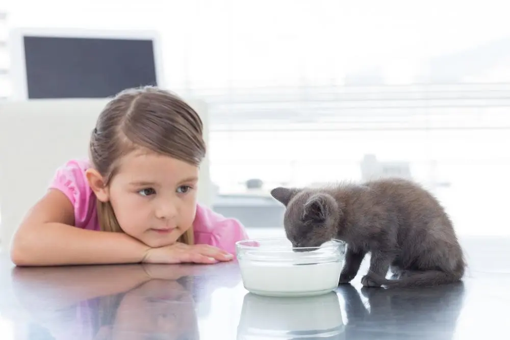 cat nutrition