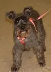 sattler, sophie