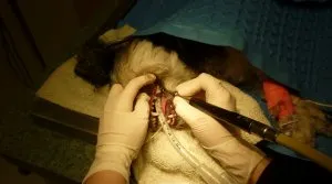 pet-dental