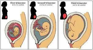 pregnancy_trimesters.jpg