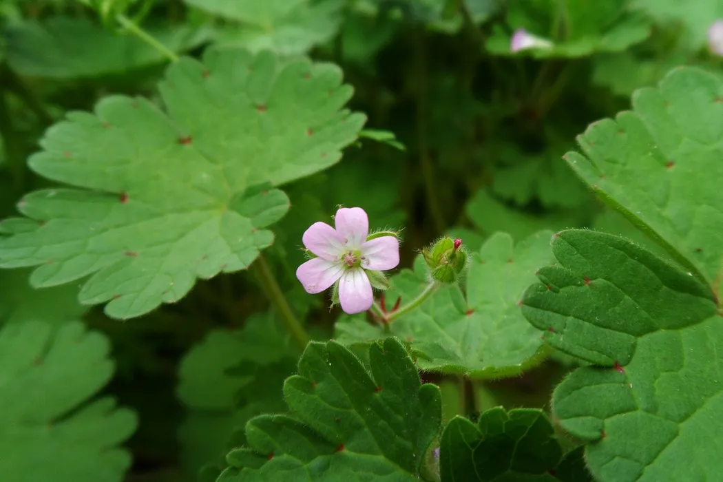 pink flower among green leaves