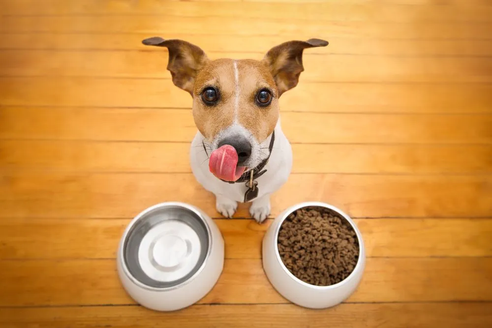 dog licking his chops with a bowl of dog food