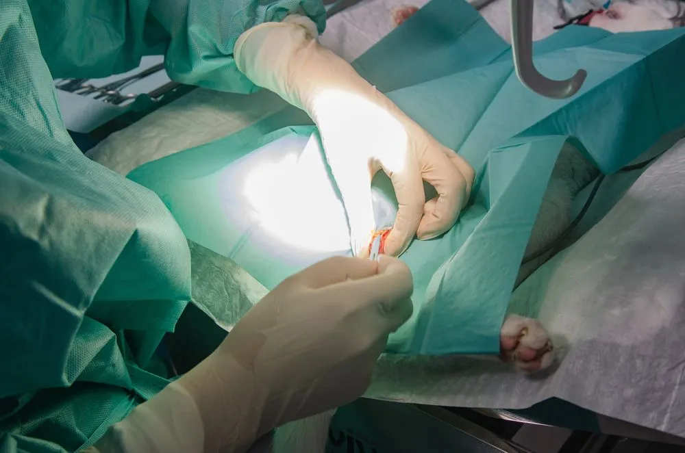 Cat Spaying and Neutering
