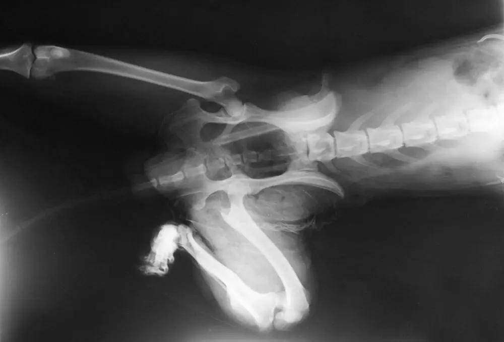 pet x-ray exam