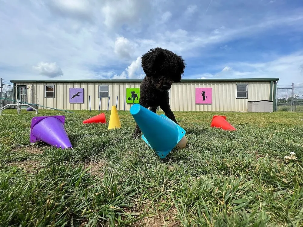 How to Create a Mosquito-Free Zone in Your Backyard