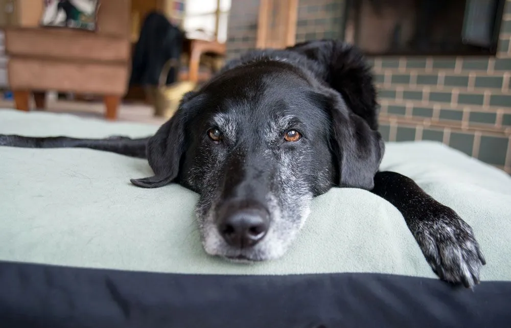 a senior pet dog