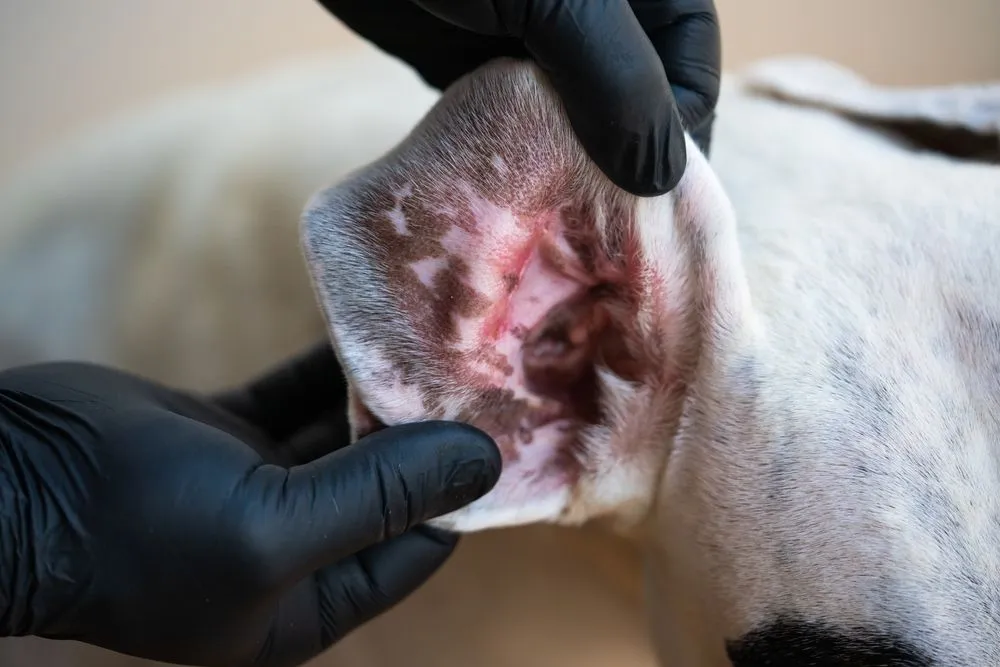 Itchy Skin & Ear infection FAQs