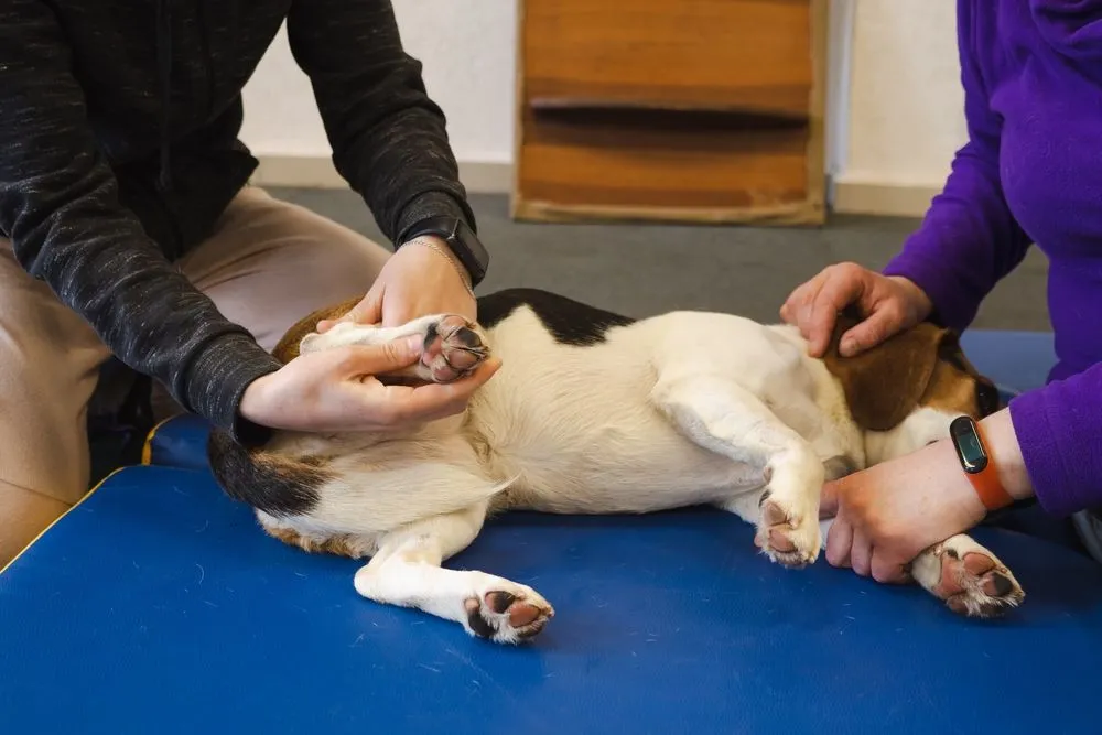 Rehabilitation Services: FAQs