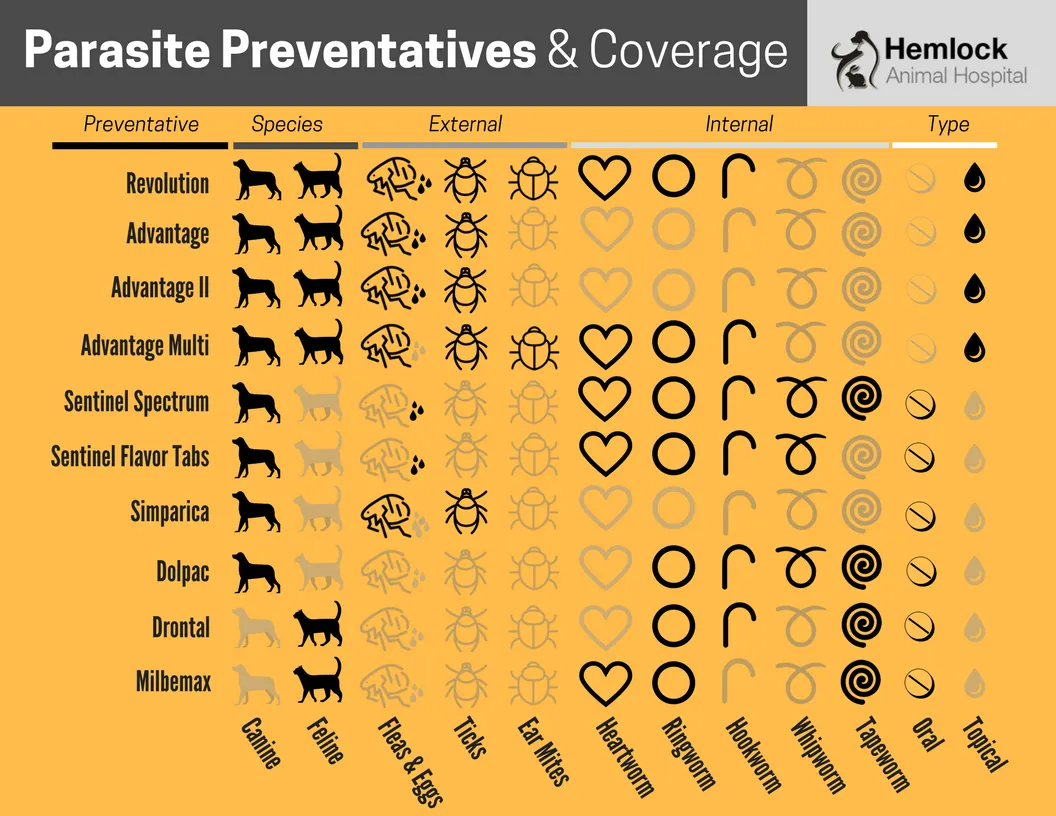 Parasite Prevention Veterinarian in Vancouver BC Hemlock Animal Hospital